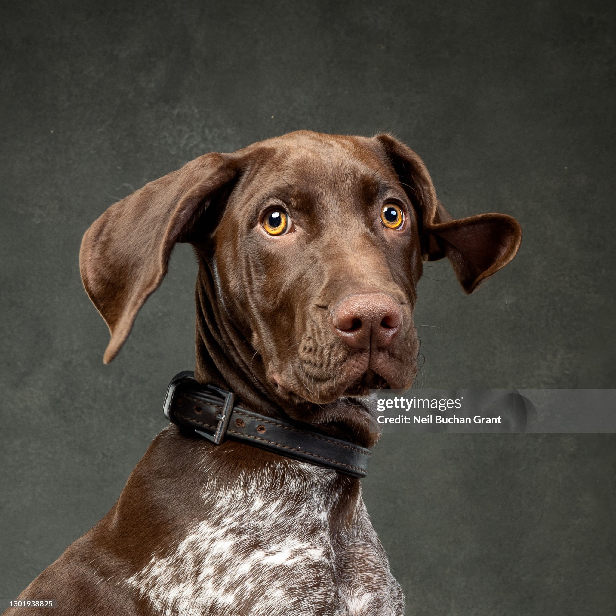 Pointer Dog